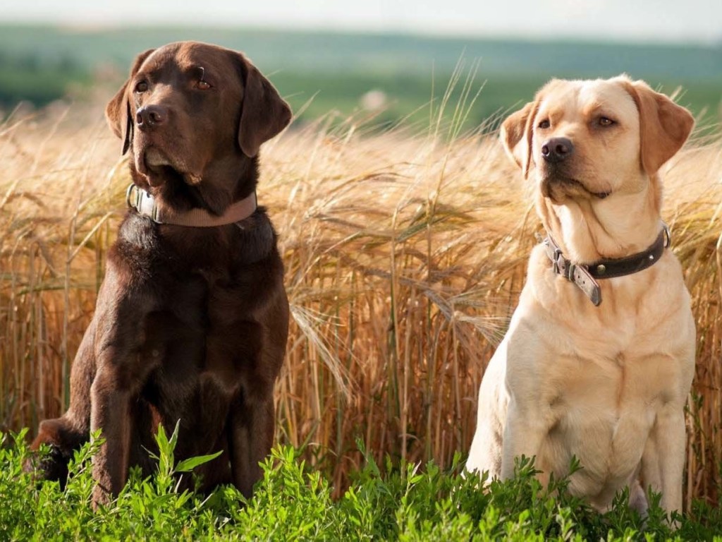 Кардиологи назвали породы собак, которые продлевают жизнь своему хозяину