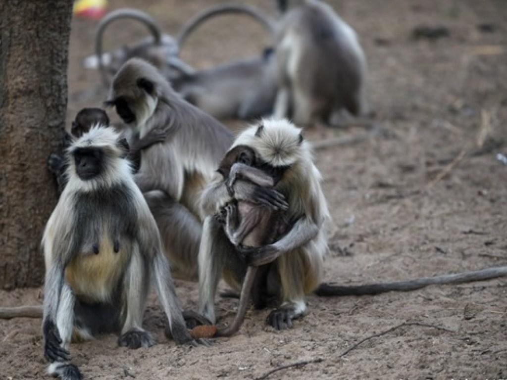 В Индии обезьяны голодают из-за карантина (ФОТО)