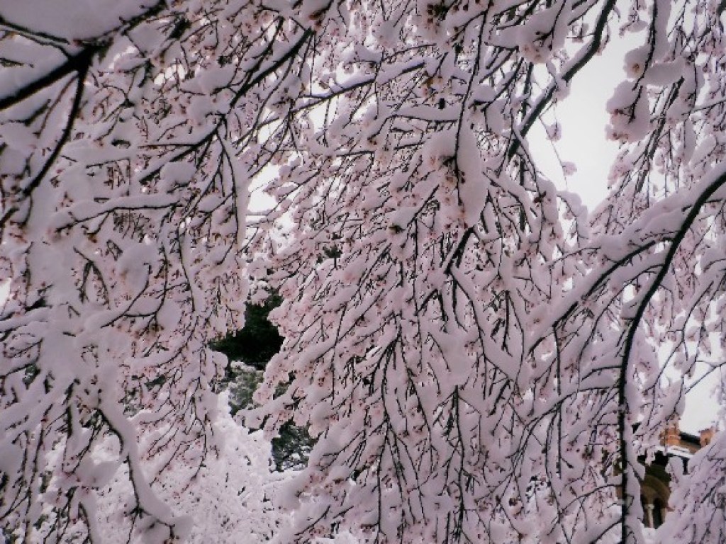 Японию накрыло рекордным снегопадом (ФОТО)