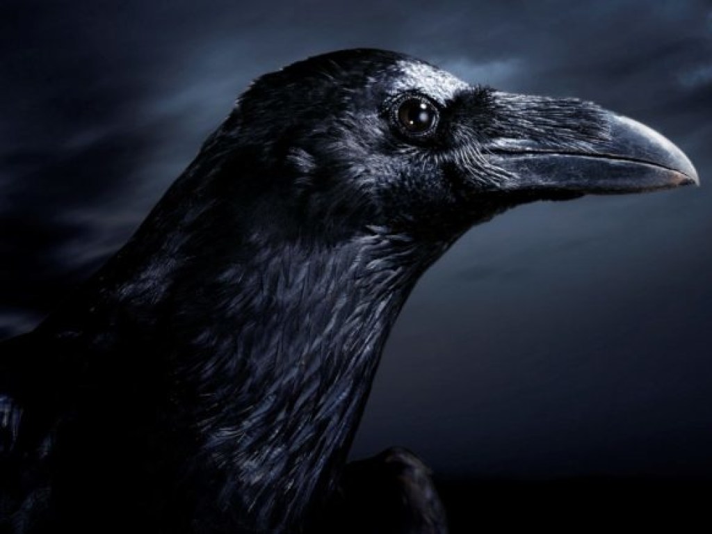 Ученые выяснили, что вороны обладают невероятными интеллектуальными способностями