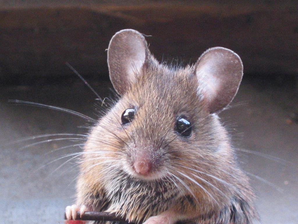 С помощью мышей ученым удалось омолодить человеческие клетки