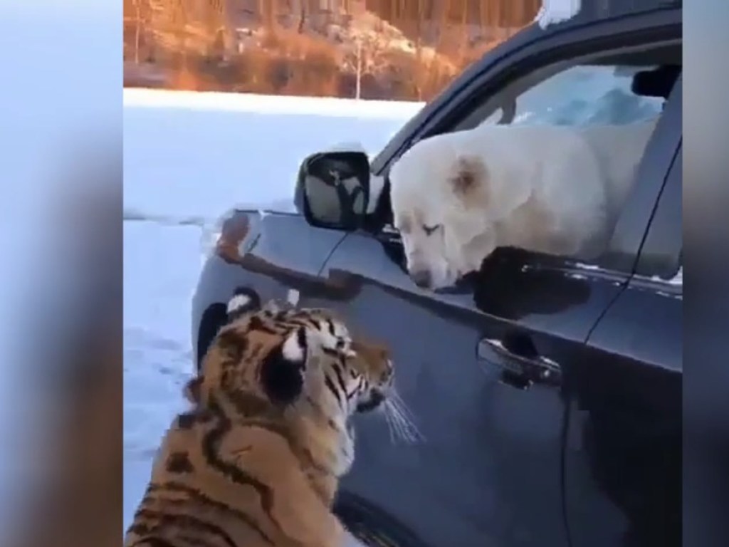 Тигр залез в окно машины, заставив бойцовского пса подвинуться (ФОТО, ВИДЕО)
