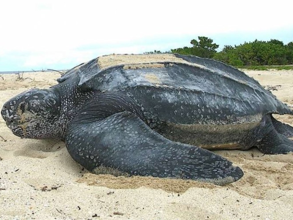 В Венесуэле обнаружили останки черепахи-гиганта