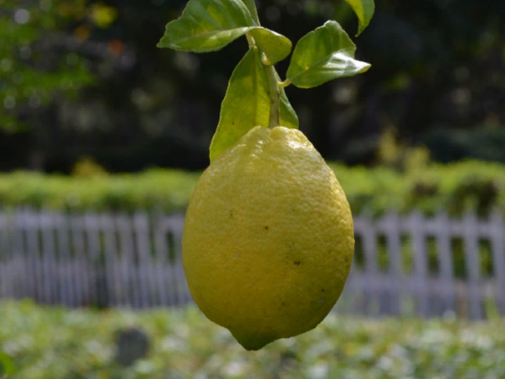 Врачи рассказали о пользе кожуры лимона