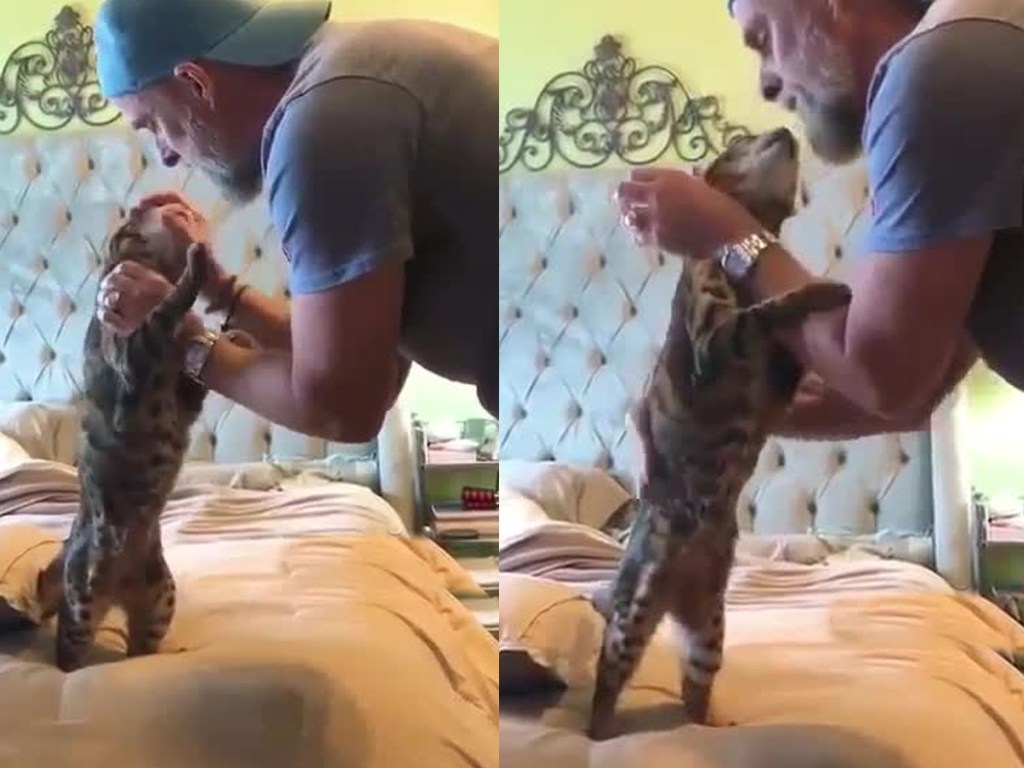 «Я соскучился»: реакцию любвеобильного кота на возвращение хозяина засняли на видео