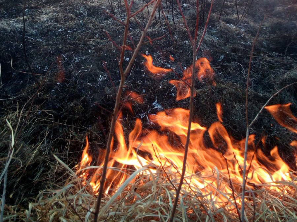 Пожар в Долине нарциссов: На Закарпатье сгорело около 2 гектаров травы (ФОТО)