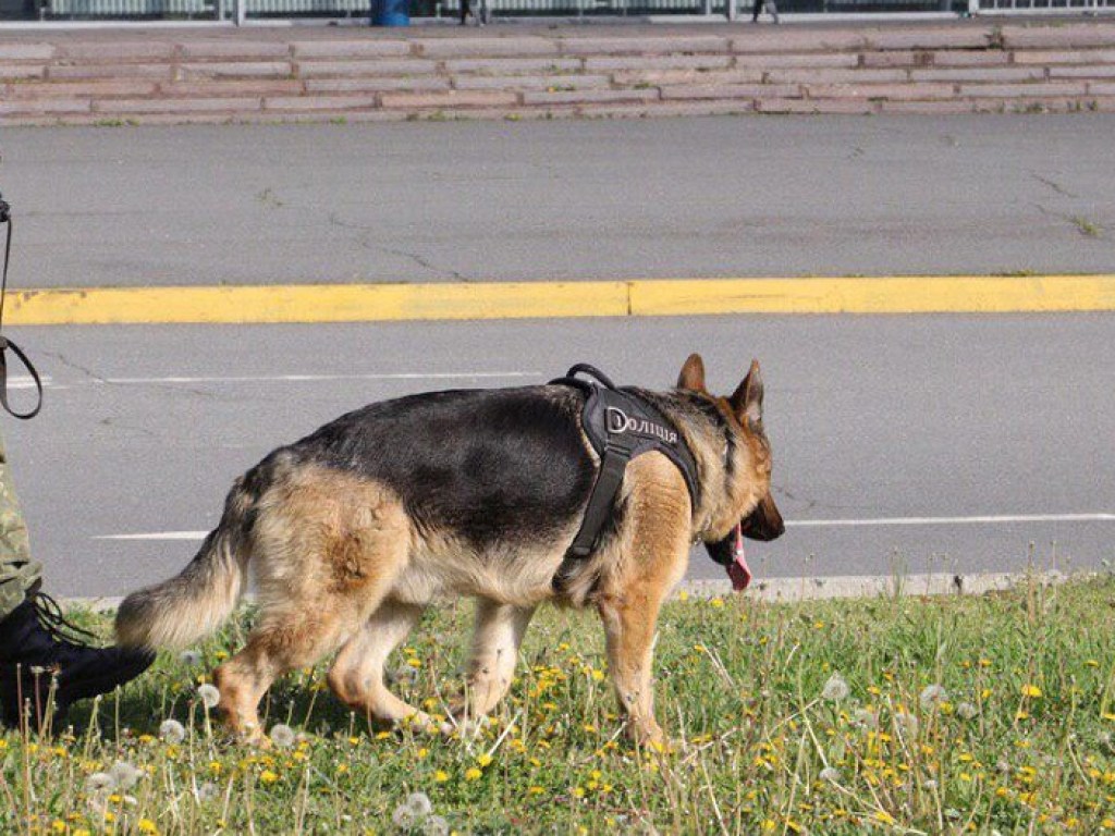Обученные собаки будут вынюхивать в аэропортах больных коронавирусом