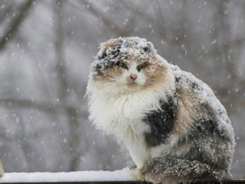 Прогноз погоды на 30 марта: в Украине значительно похолодает, ожидается снег