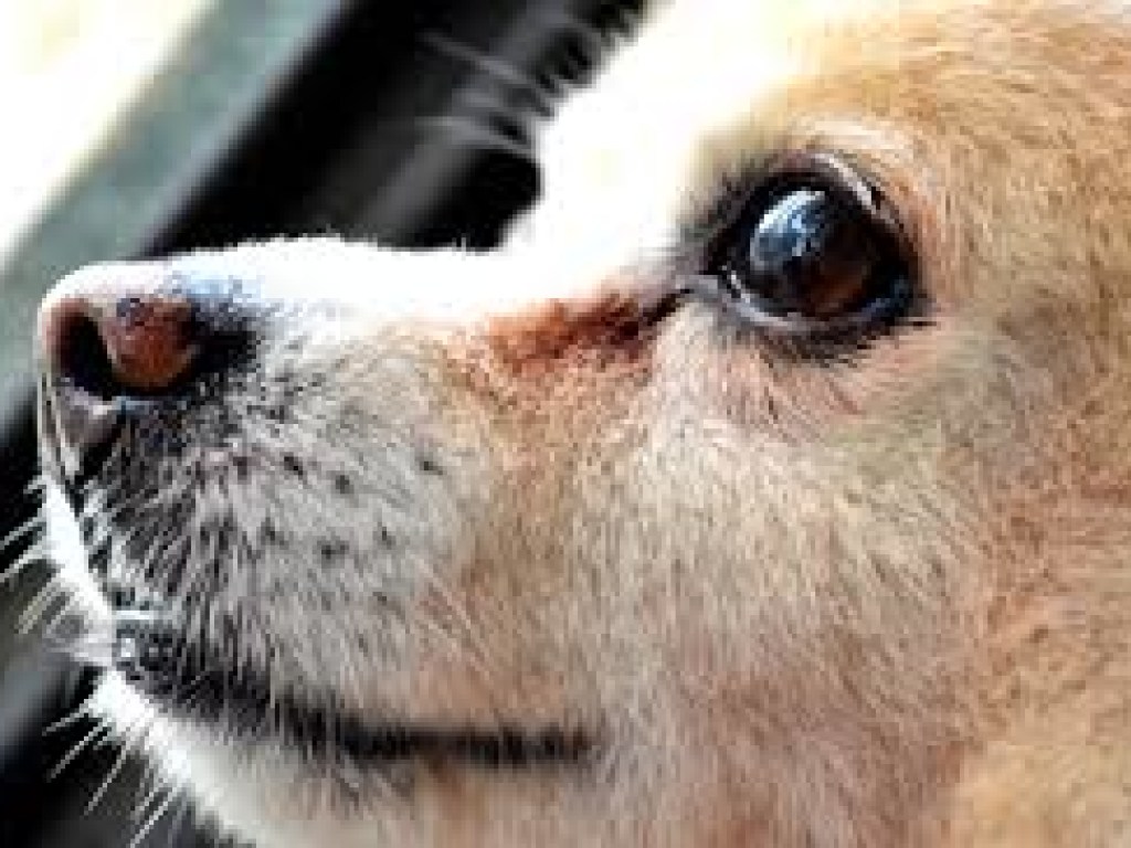 Забавный снимок отдыхающей собаки изменил жизнь американки (ФОТО)
