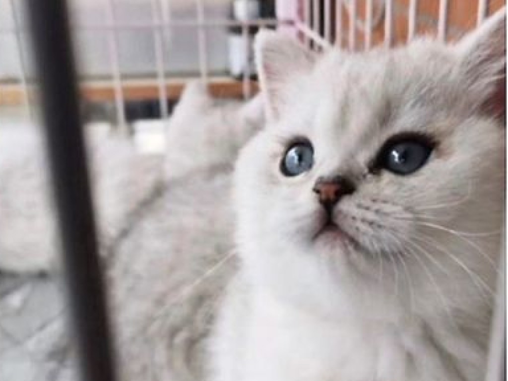 Беременная кошка в Ухане вопреки эпидемии коронавируса родила 4 здоровых котят (ФОТО)