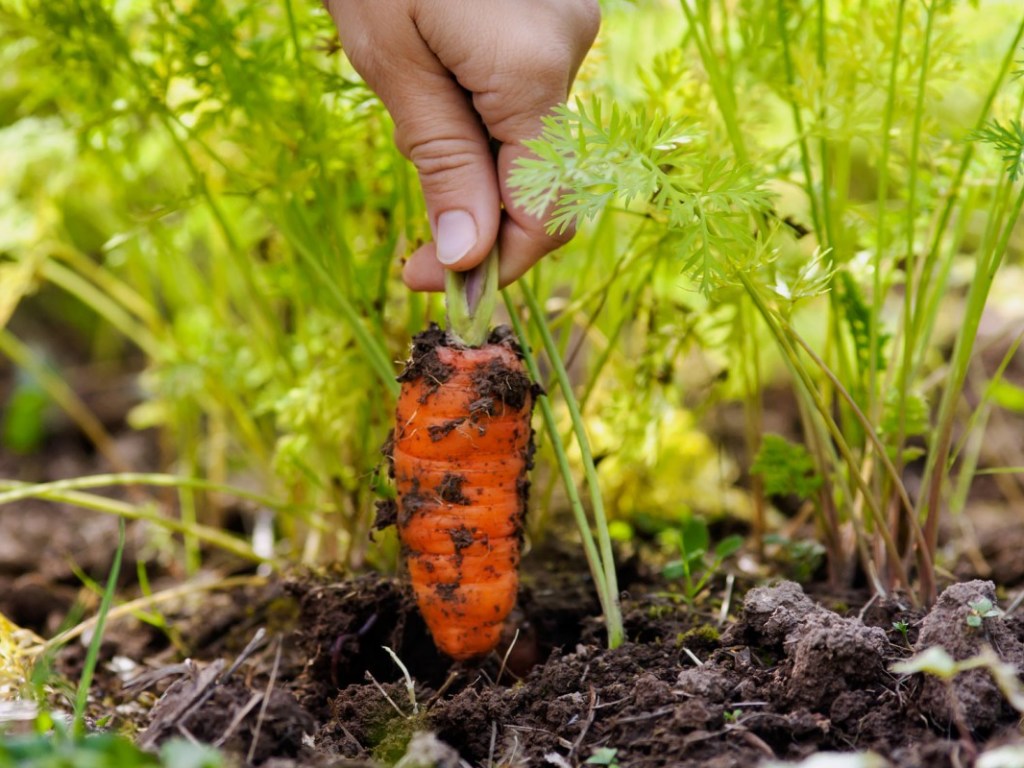 Агроном: к апрелю дачникам стоит провести посевы капусты, бобовых и моркови