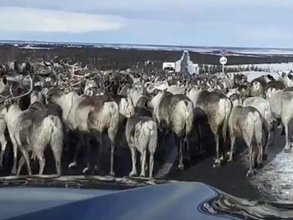 На севере России образовалась пробка из-за стада оленей (ФОТО, ВИДЕО)