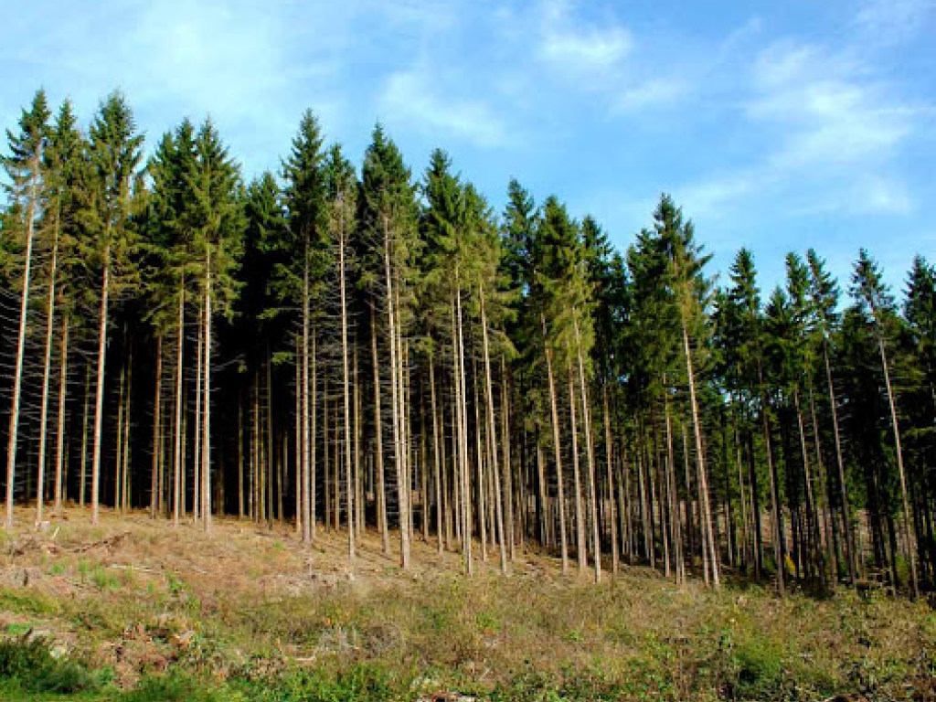 В лесах Киевщины объявили «сезон тишины»