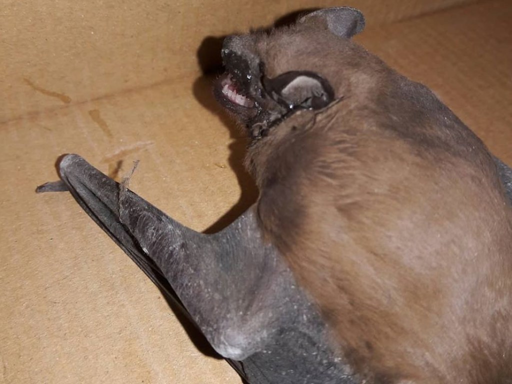 Жительница Черкасс нашла «краснокнижную» летучую мышь под дверью своей квартиры (ФОТО)