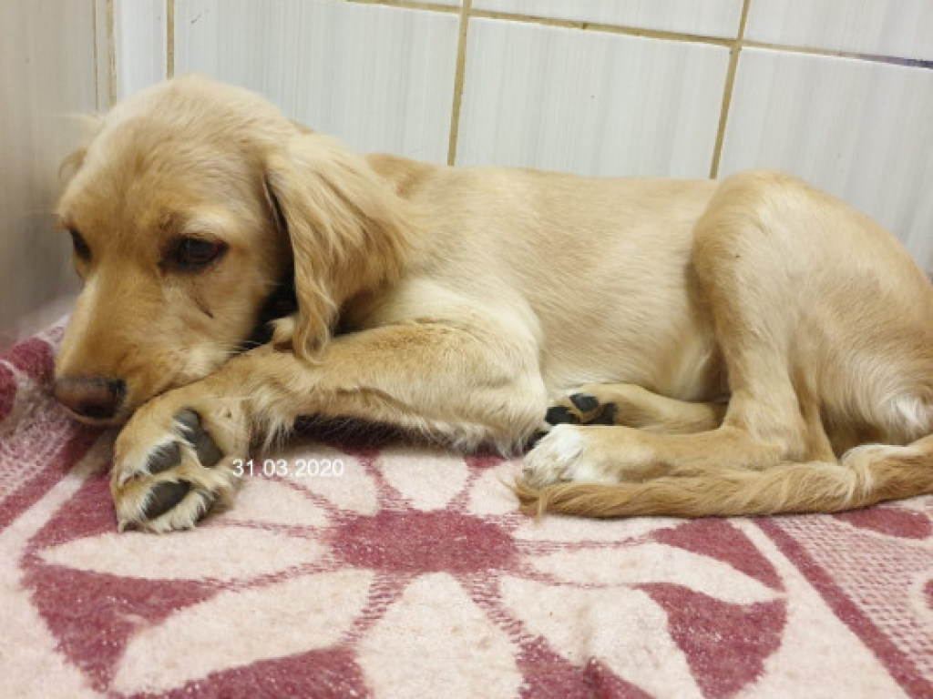 В Харькове живодер жестоко избил щенка табуреткой за мелкий проступок (ФОТО)