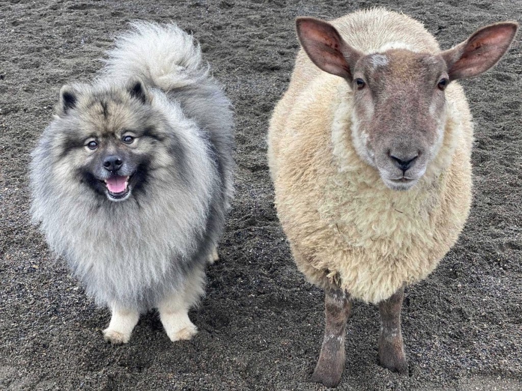В Великобритании овца решила, что она собака, и играет с другими псами (ФОТО)