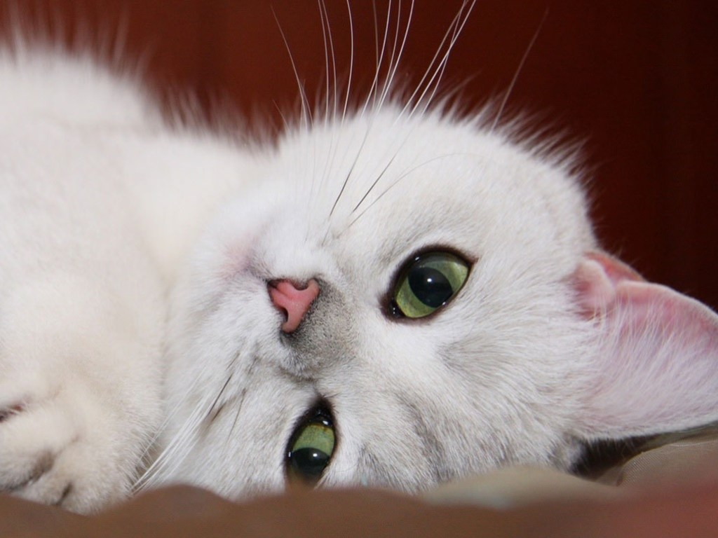 Коронавирус нашли у домашнего кота: заболевший хозяин часто «тискал» питомца