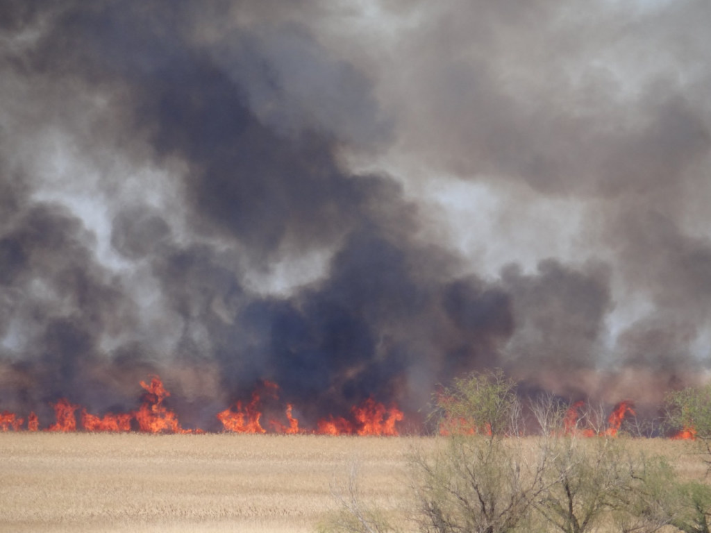 В Одесской области в Национальном природном парке произошел масштабный пожар (ФОТО)