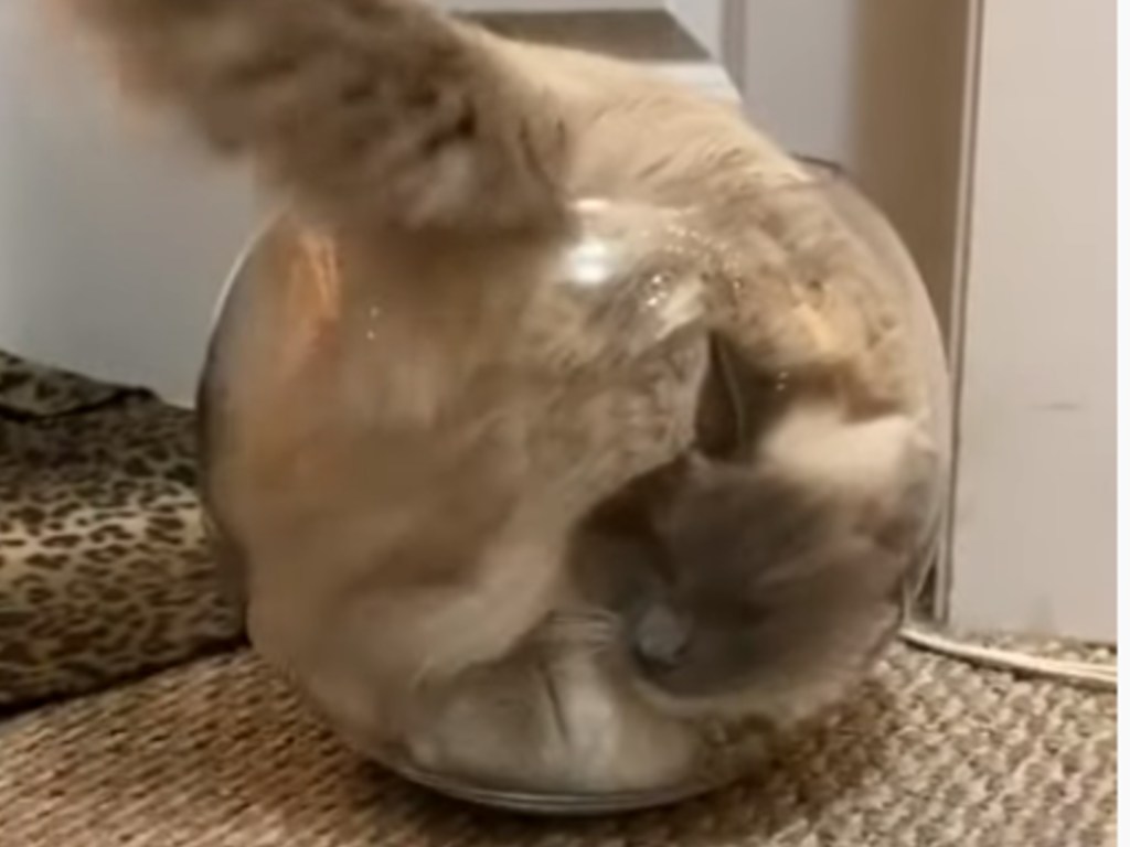 «Пушытая рыба»: игривый кот «заполнил» собой аквариум (ФОТО, ВИДЕО)