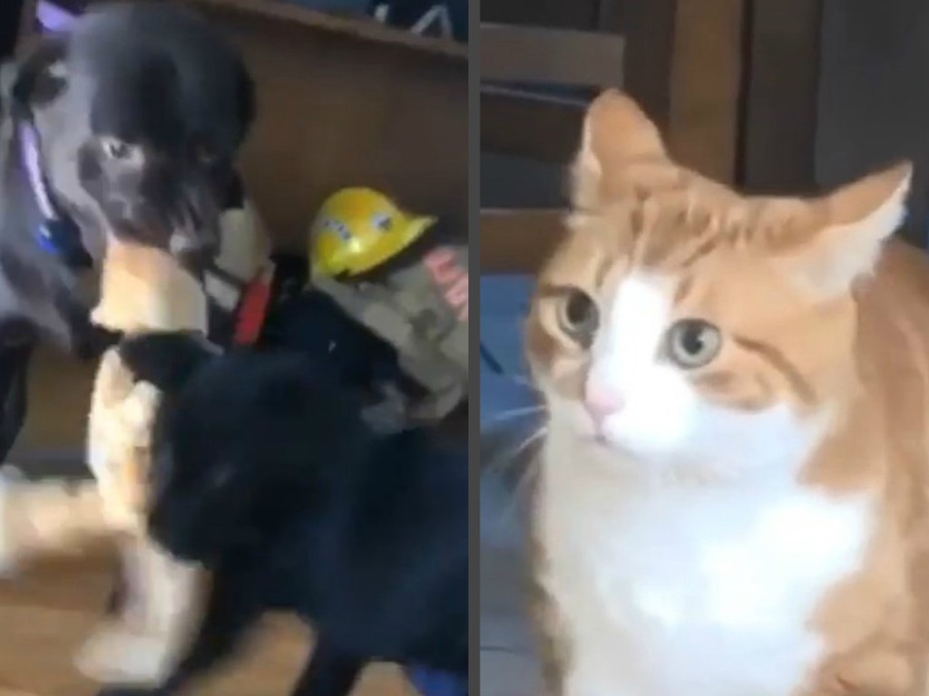 Рыжего кота напугало до смерти обращение собак с его игрушечной копией (ФОТО, ВИДЕО)