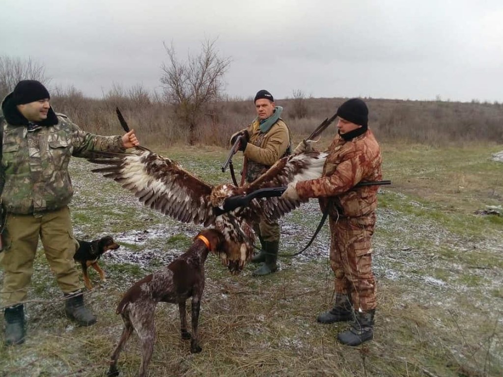 Убийством краснокнижного орла под Одессой занялись правоохранители