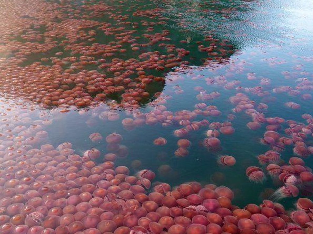 На Филиппинах из-за отсутствия туристов воды пляжи оккупировали томатные медузы (ФОТО)
