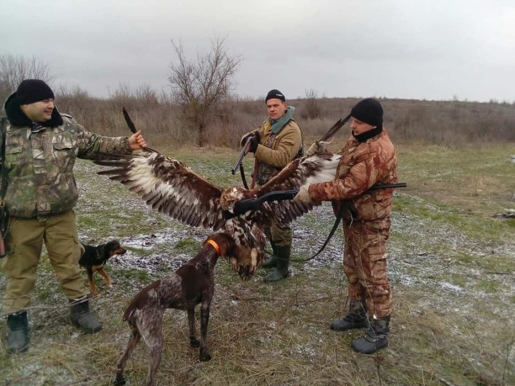 Компания из двух силовиков и чиновника во время охоты убили краснокнижную птицу под Одессой (ФОТО)