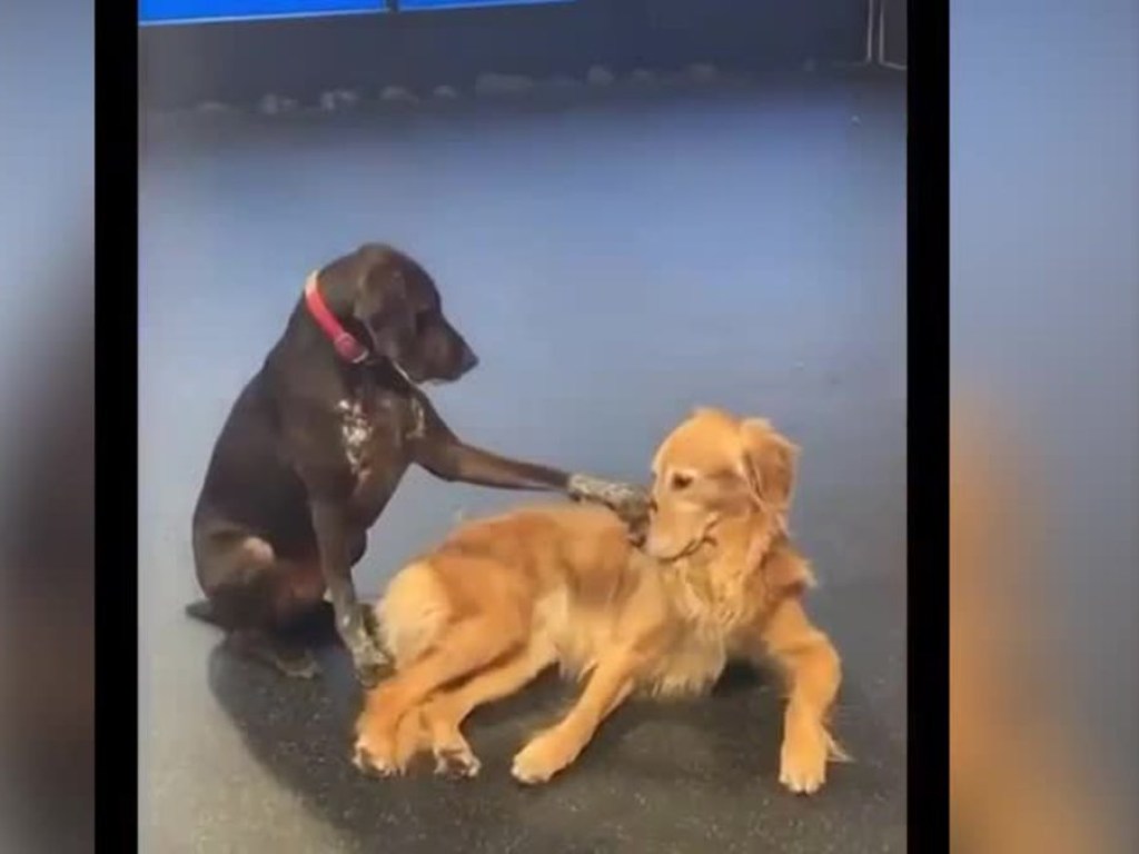 Чуткая собака, утешающая соседских псов, попала на видео