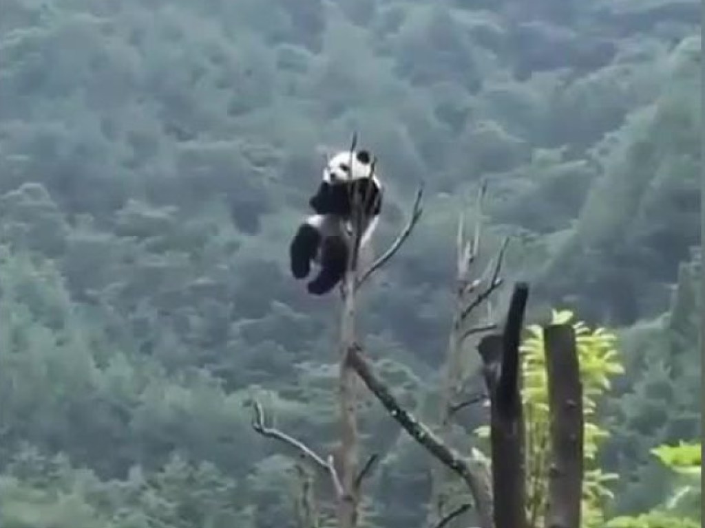 Панда решила самоизолироваться на высоком дереве, но не все предусмотрела (ФОТО, ВИДЕО)