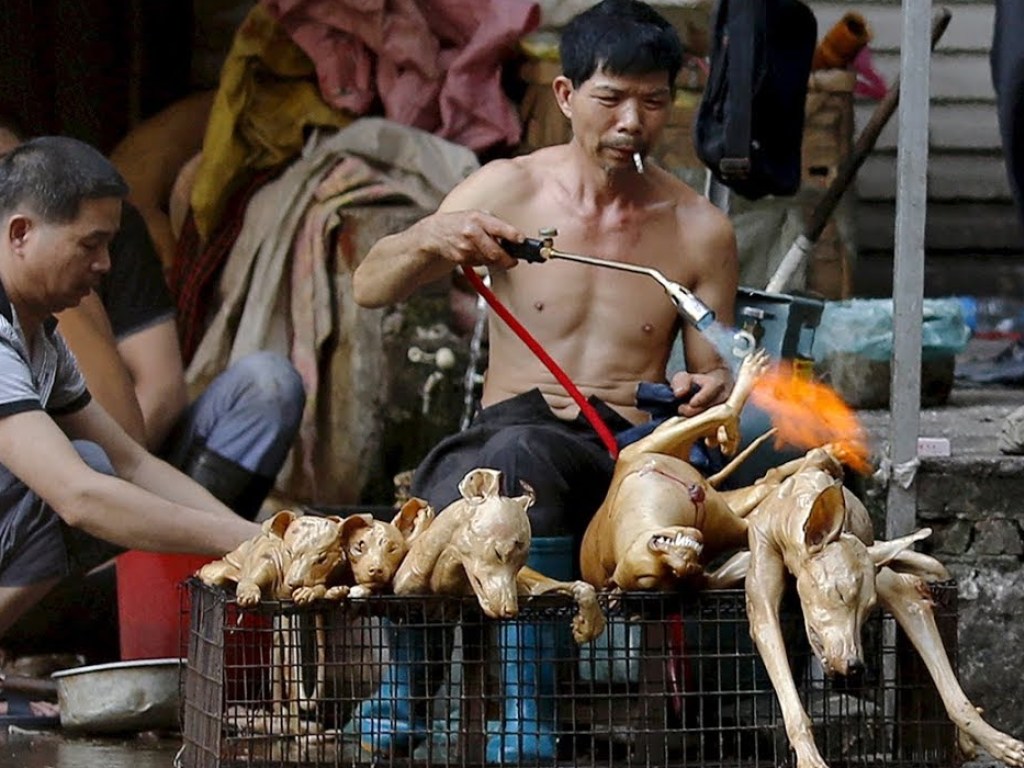 Береженного бог бережет: впервые в истории китайцам запрещают потреблять мясо кошек и собак