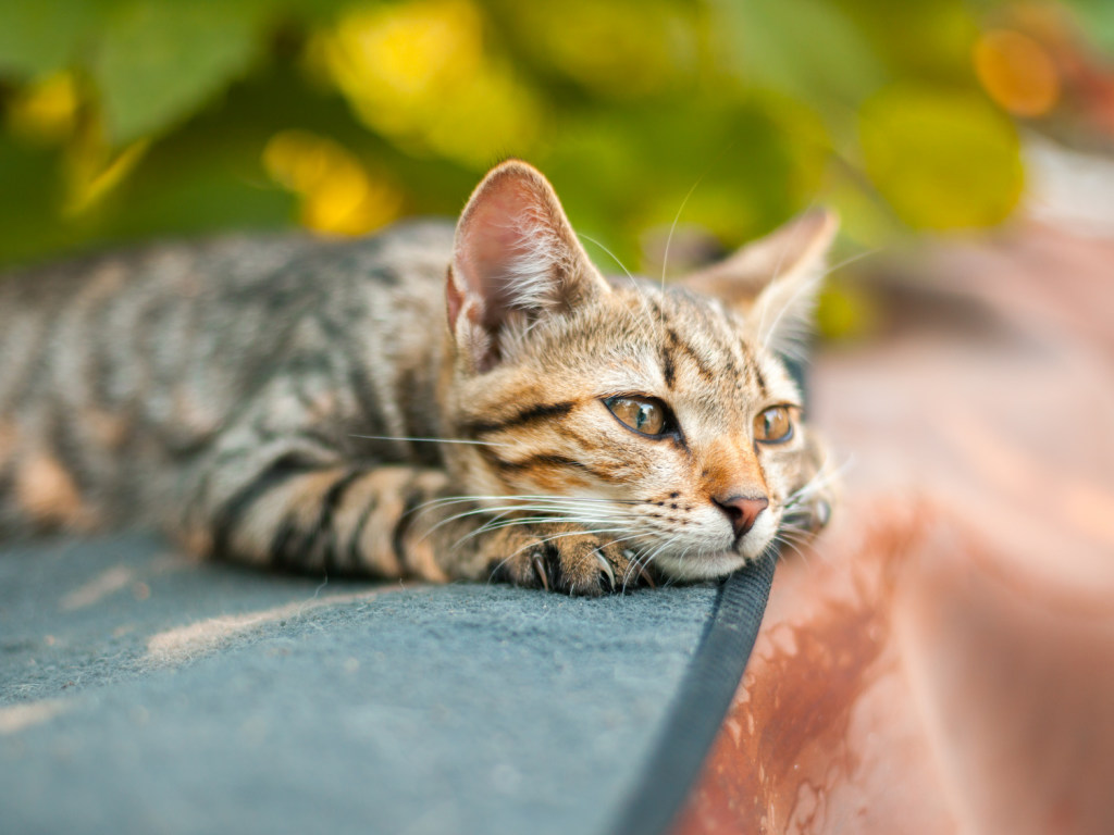 В Ухане у 15% кошек нашли коронавирус