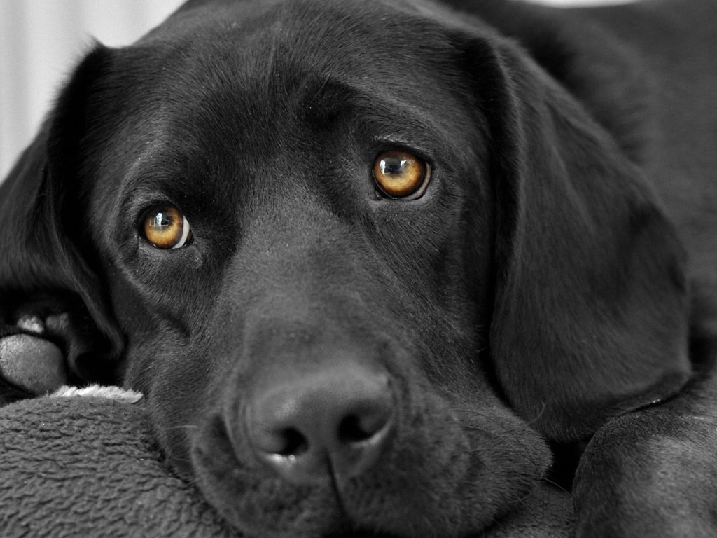 Ходьба для слабаков: Сеть покорил суперленивый пес из Британии (ВИДЕО)