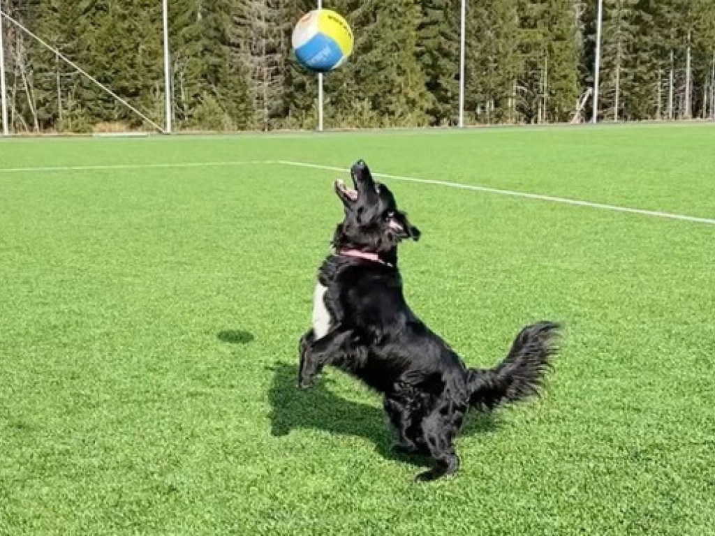 Забавное видео: норвежский волейболист на карантине начал тренироваться со своей собакой