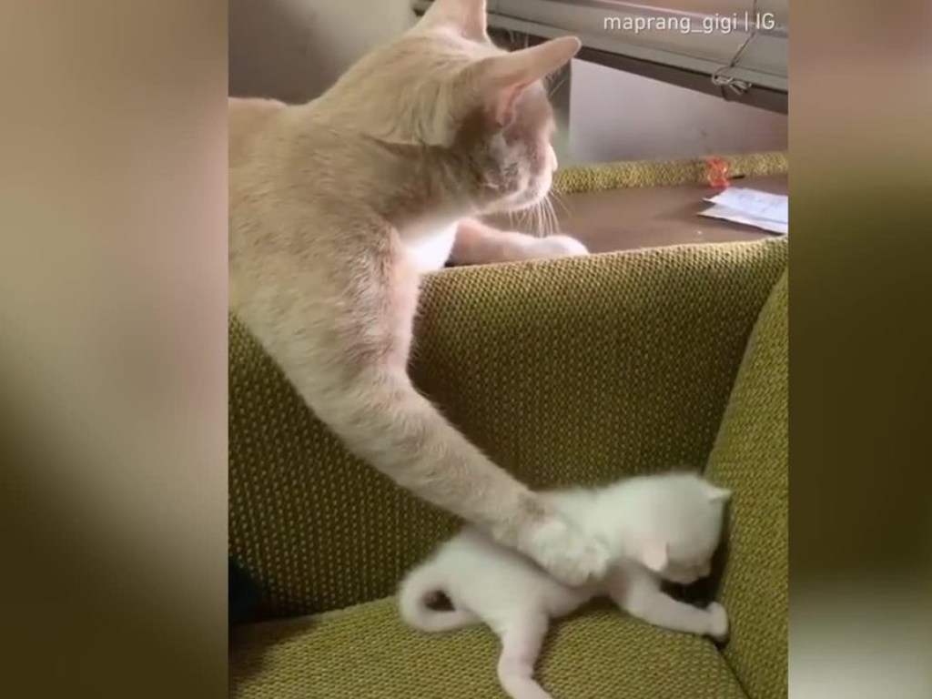 Многозадачная мама-кошка развеселила пользователей Сети (ФОТО, ВИДЕО)