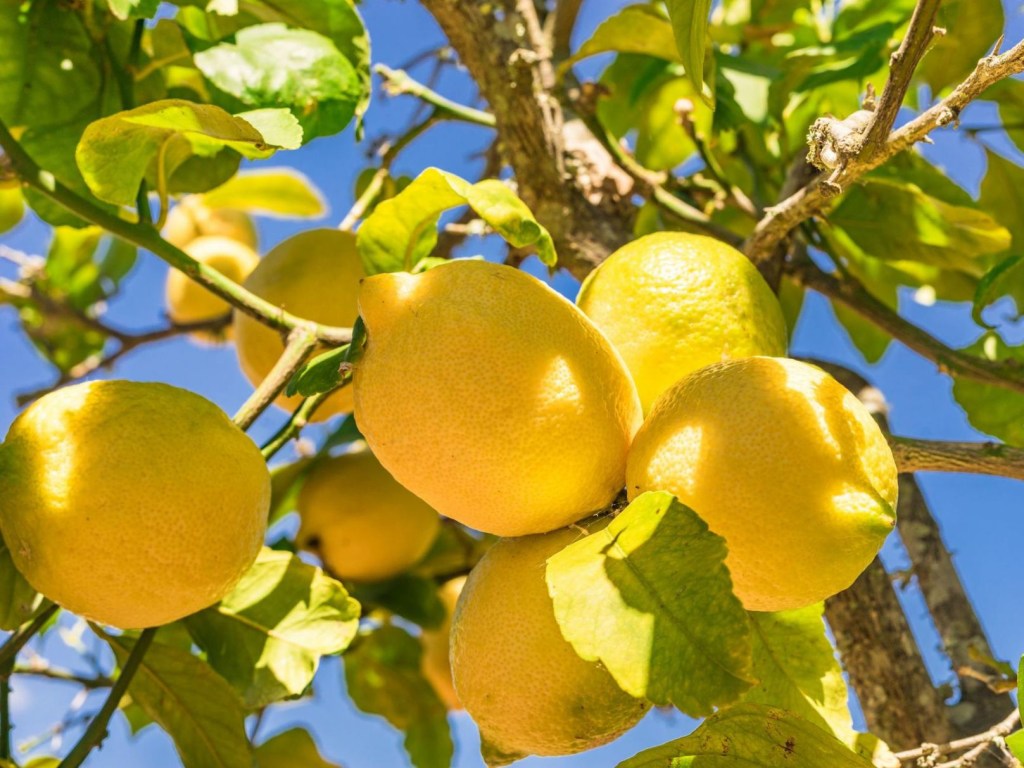 Обзор цен: за год лимоны подорожали в 2,5 раза