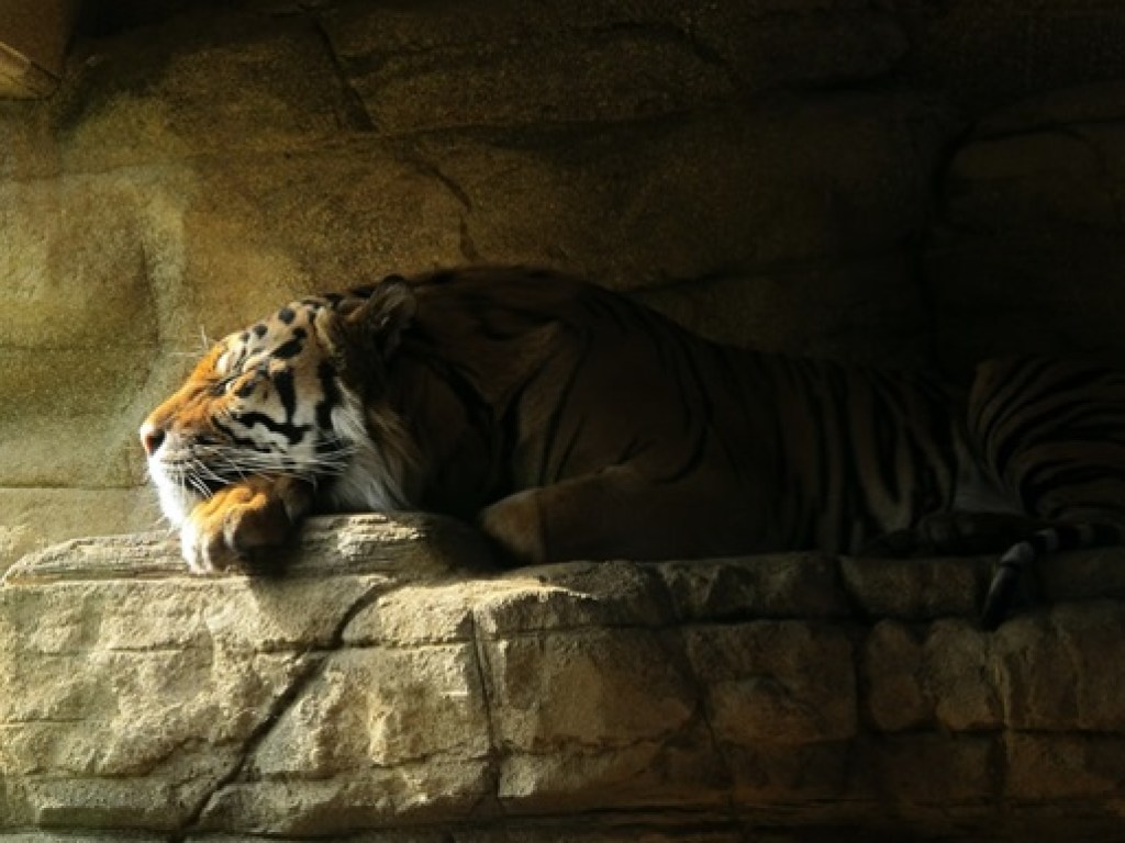 Одна из тигриц в американском зоопарке заразилась коронавирусом (ФОТО)