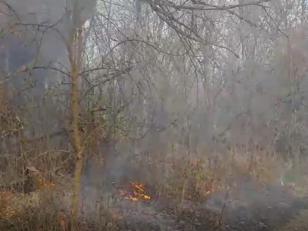 В Житомирской области горит лес: ликвидация пожара продолжается третий день (ФОТО)