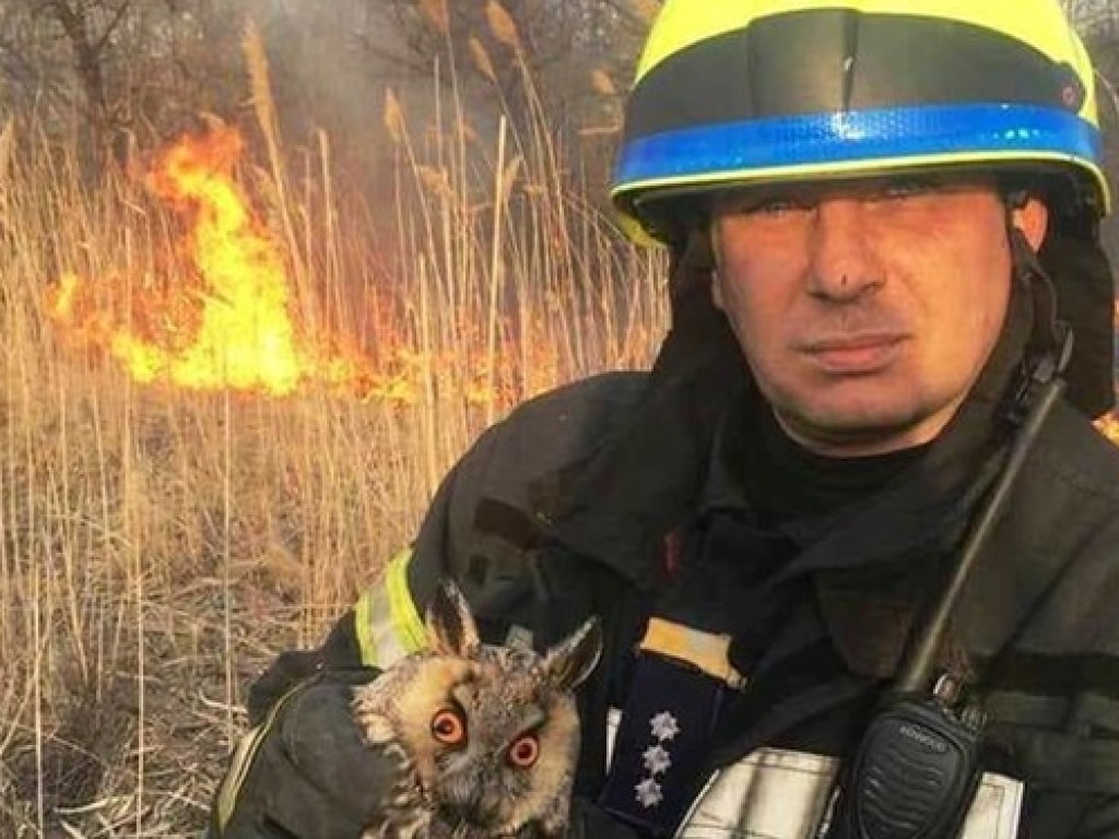 «Это уже какой-то трэш»: под Киевом с сухостоем живьем сгорели животные (ФОТО)