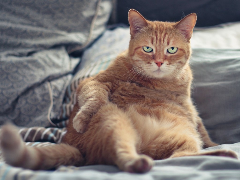 Ученые выяснили, как кошки воспринимают условия карантина и частое присутствие хозяев дома