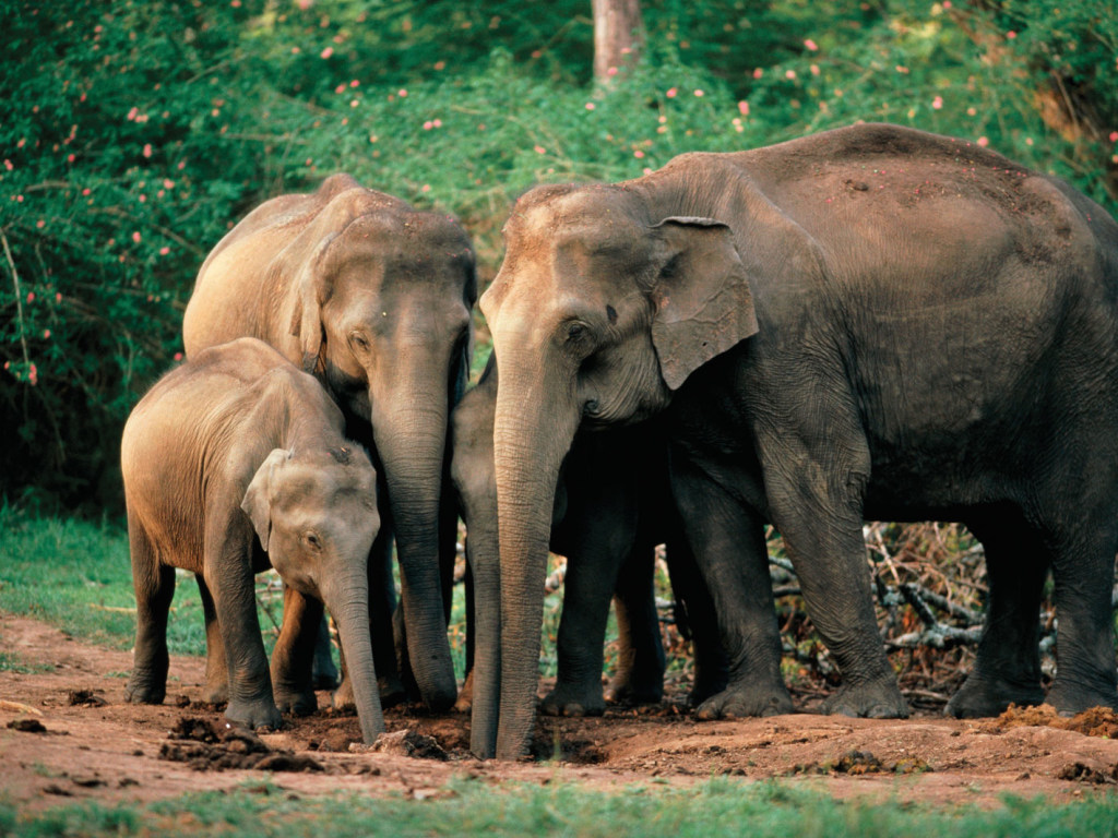 Группа слонов пошла на спасение застрявшего в резервуаре детеныша (ВИДЕО)