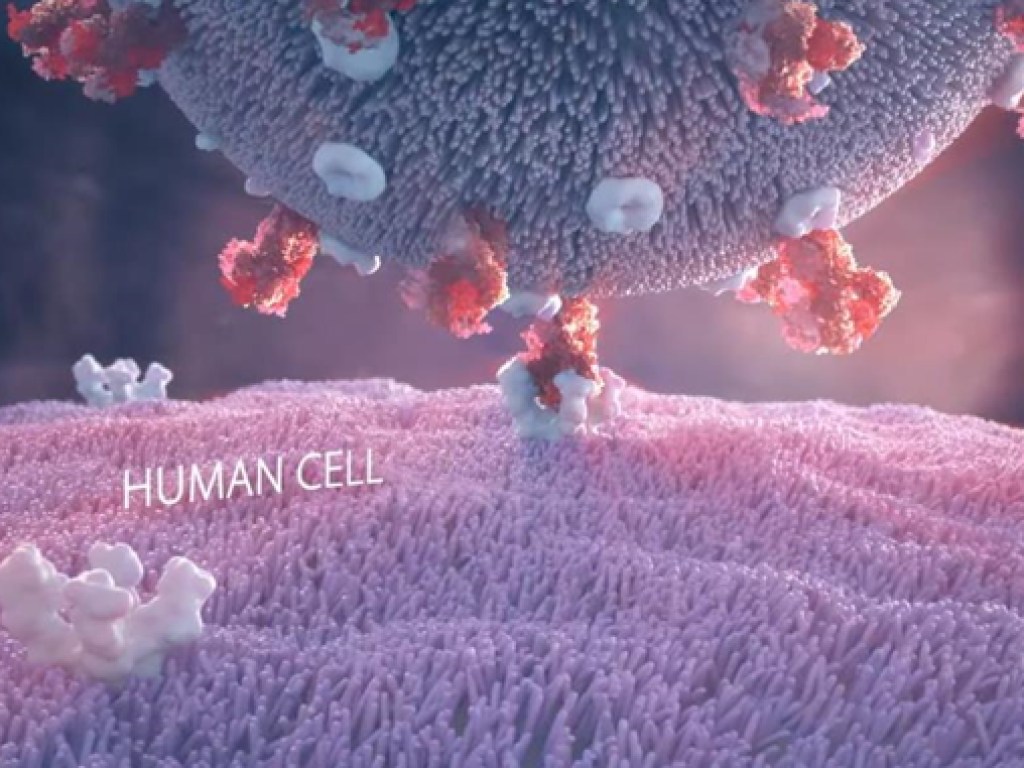 Разработчики показали клип с атакой коронавируса на клетки человека (ФОТО, ВИДЕО)