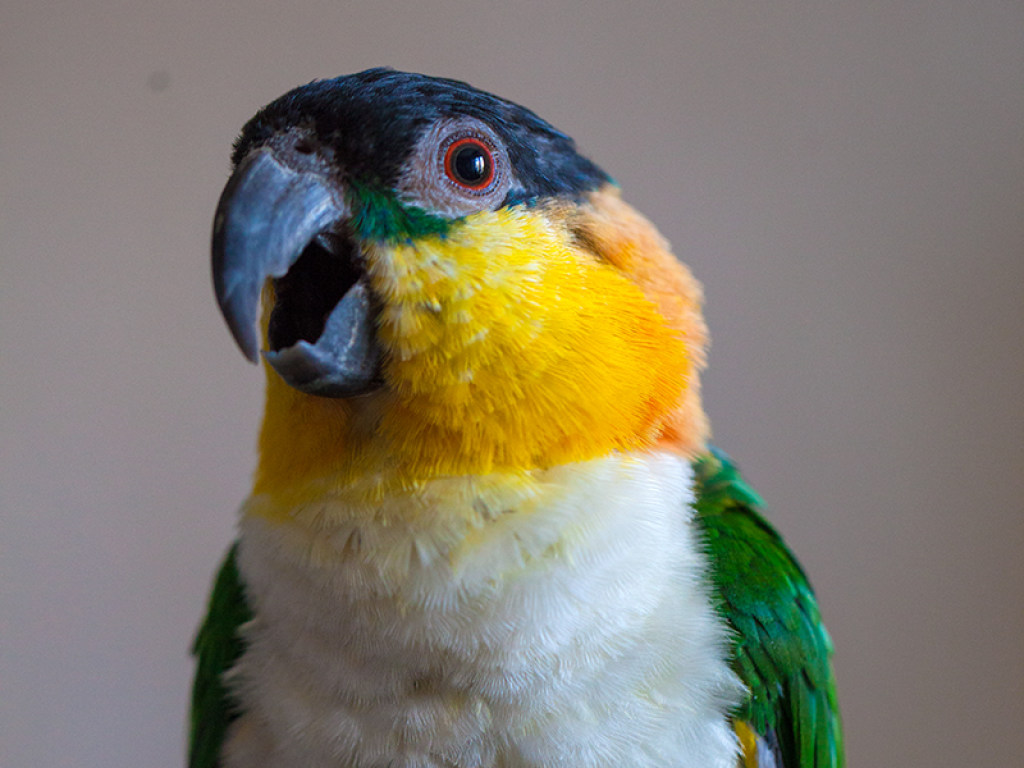 Криминальный гений в перьях: попугай-рецидивист мастерски взламывает замки (ВИДЕО)
