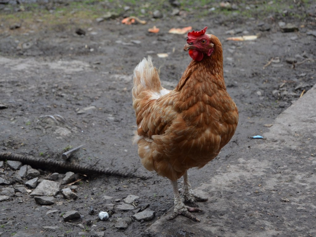 Выгул курицы на поводке увидели жители поселка на Днепропетровщине (ВИДЕО)