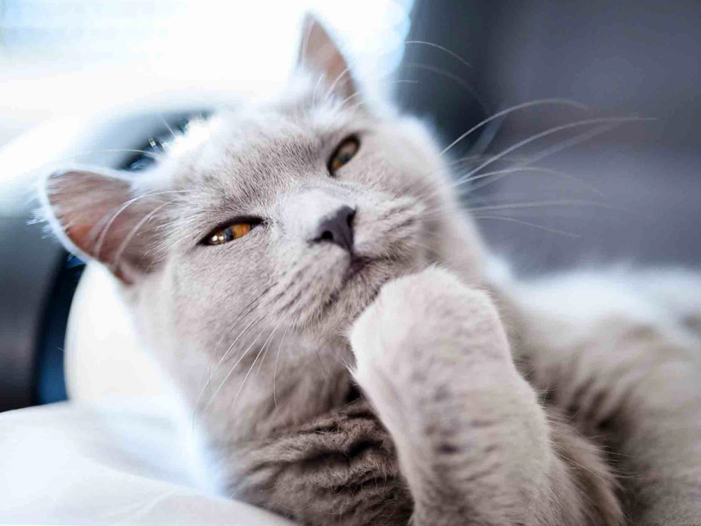 Ушлые хозяева научили кошек просить еду оригинальным способом (ФОТО, ВИДЕО)