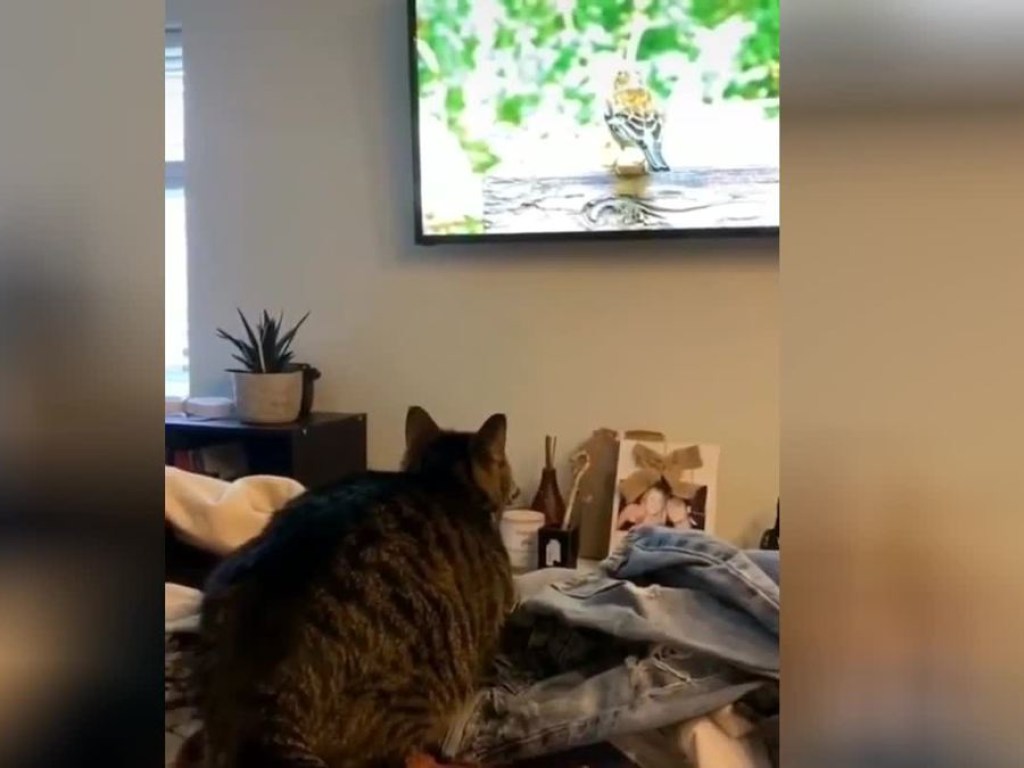 «Обезбашенный охотник»: Полосатый кот напал на птицу в телевизоре и рассмешил Сеть (ФОТО, ВИДЕО)