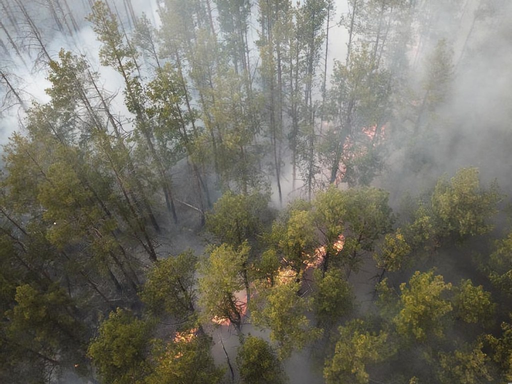 Ситуация напряженная: Что сейчас происходит в горящем лесу в Чернобыле