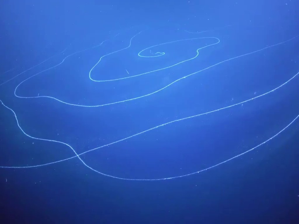 В Индийском океане обнаружили редкого глубоководного хищника (ВИДЕО)