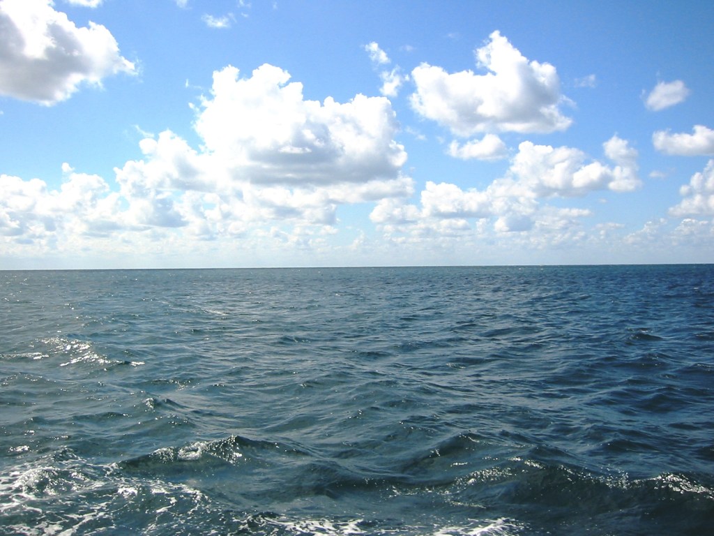 Из-за токсичных отходов в Черном море начался мор дельфинов