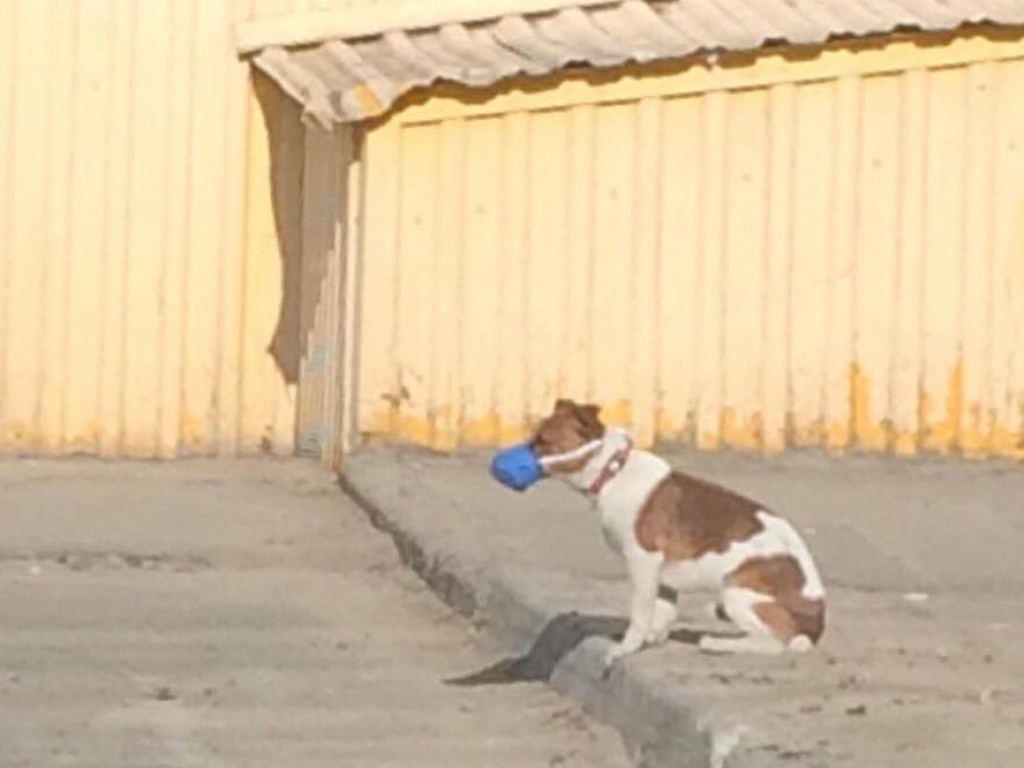 «Забота»: В Киеве парень надел на собаку миниатюрную масочку и умилил Сеть (ФОТО)