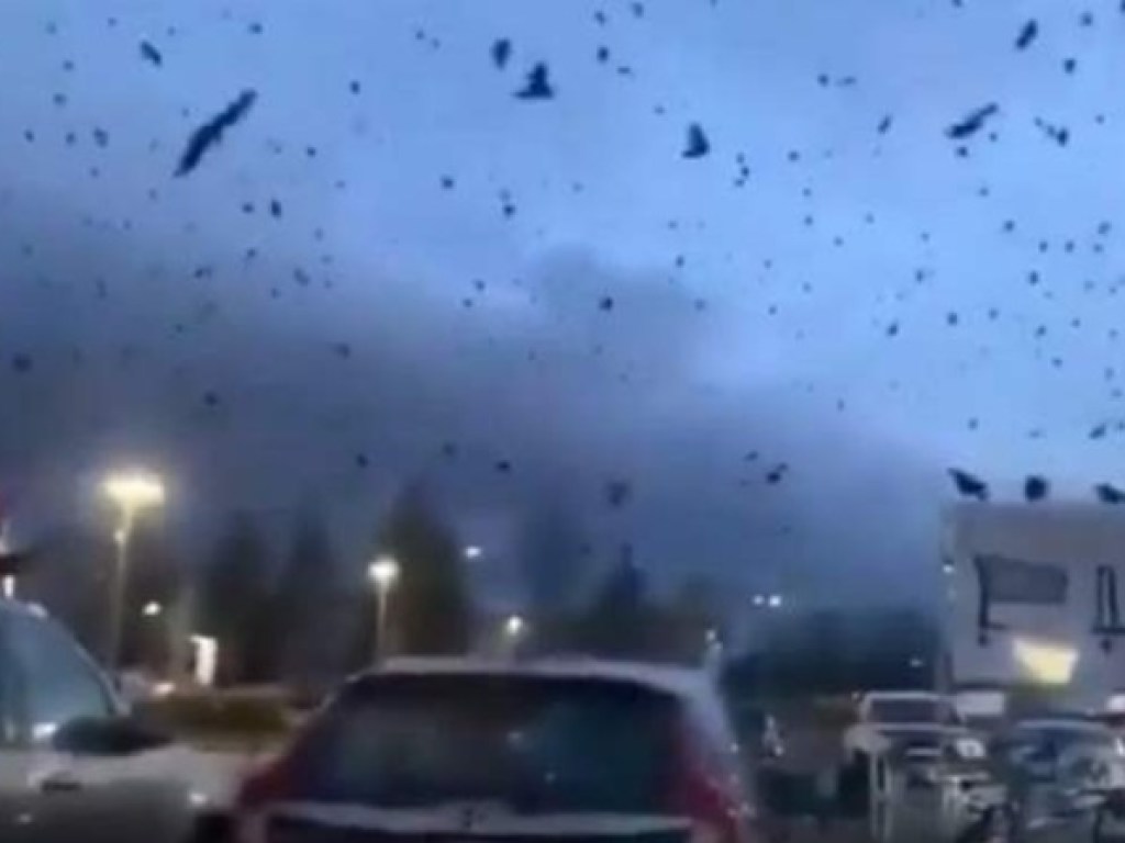 Тысячи ворон в небе вызвали панику у американцев (ФОТО, ВИДЕО)